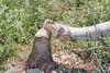 Beaver Sign
