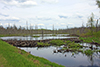 beaver dam
