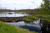 beaver dam