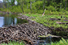 beaver dam