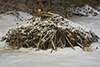 Canadian beaver lodge