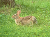 eastern cottontail