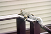 eastern gray squirrel
