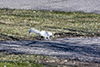 eastern gray squirrel