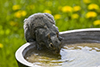 eastern gray squirrel