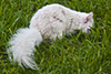 eastern gray squirrel