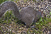 eastern gray squirrel