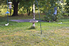 eastern gray squirrel