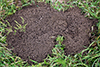 plains pocket gopher