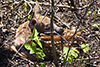 white-tailed deer