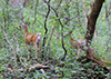 white-tailed deer