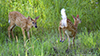 white-tailed deer