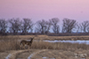 white-tailed deer