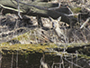 white-tailed deer