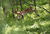 white-tailed deer