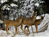 white-tailed deer
