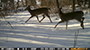 white-tailed deer