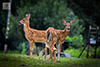white-tailed deer