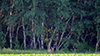 white-tailed deer