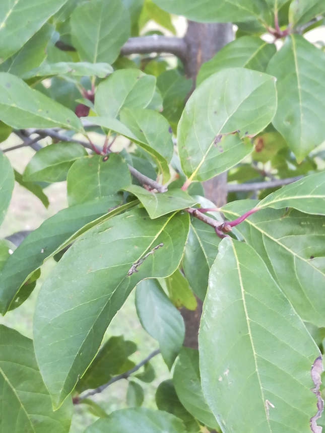 black gum tree leaves