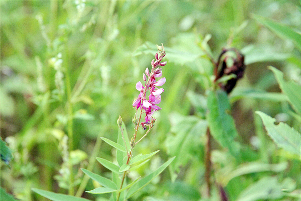 Canada Tick Trefoil