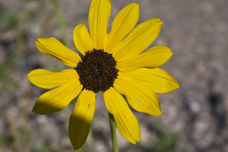 Minnesota Seasons - prairie sunflower