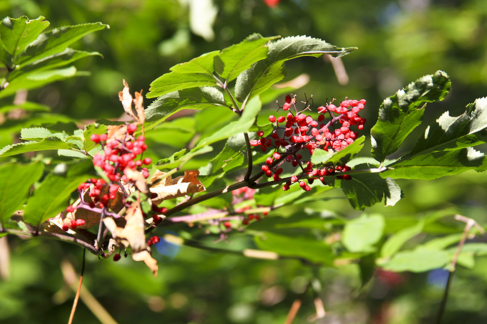 Minnesota Seasons red elderberry