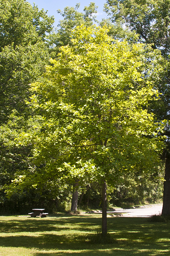 Minnesota Seasons swamp white oak