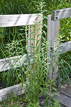 American bugleweed