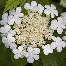 American highbush cranberry