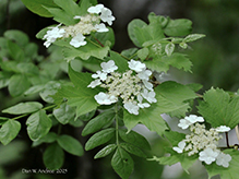 American highbush cranberry