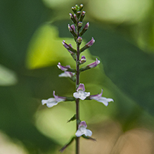 American lopseed