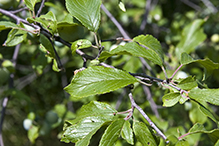 American plum leaves 3