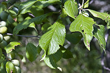 American plum leaves 4