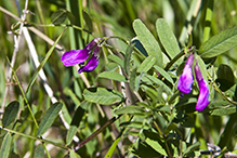 American vetch