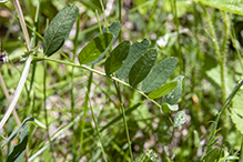 American vetch