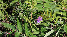 American vetch (var. americana)