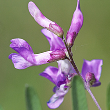 American vetch (var. americana)