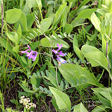 American vetch (var. americana)
