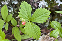 American woodland strawberry