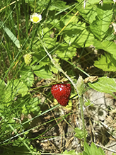 American woodland strawberry