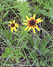 black-eyed Susan