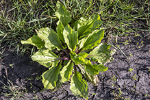 black-seeded plantain