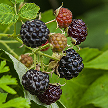 black raspberry