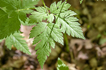 bland sweet cicely