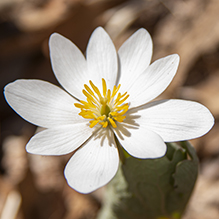 bloodroot