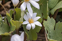 bloodroot