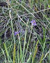 blue-eyed grass (Sisyrinchium sp.)