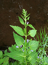 blue skullcap