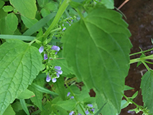 blue skullcap